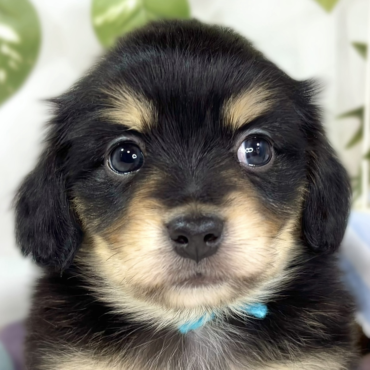 ハーフ犬女の子の写真