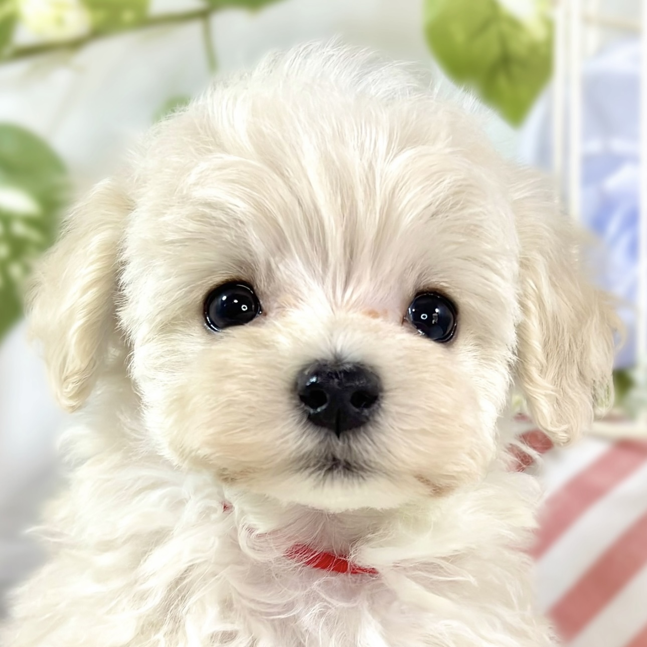 ハーフ犬男の子の写真