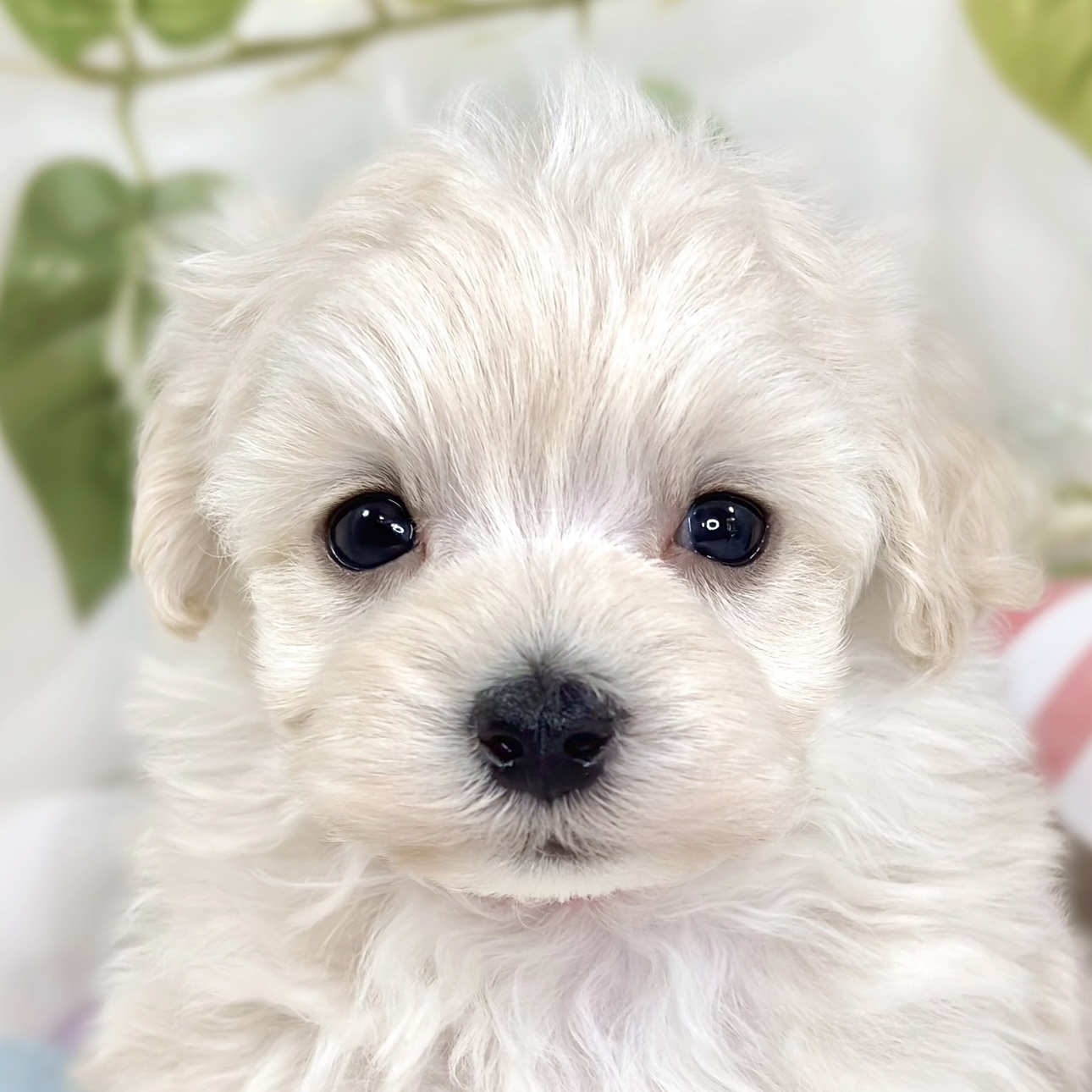 ハーフ犬男の子の写真