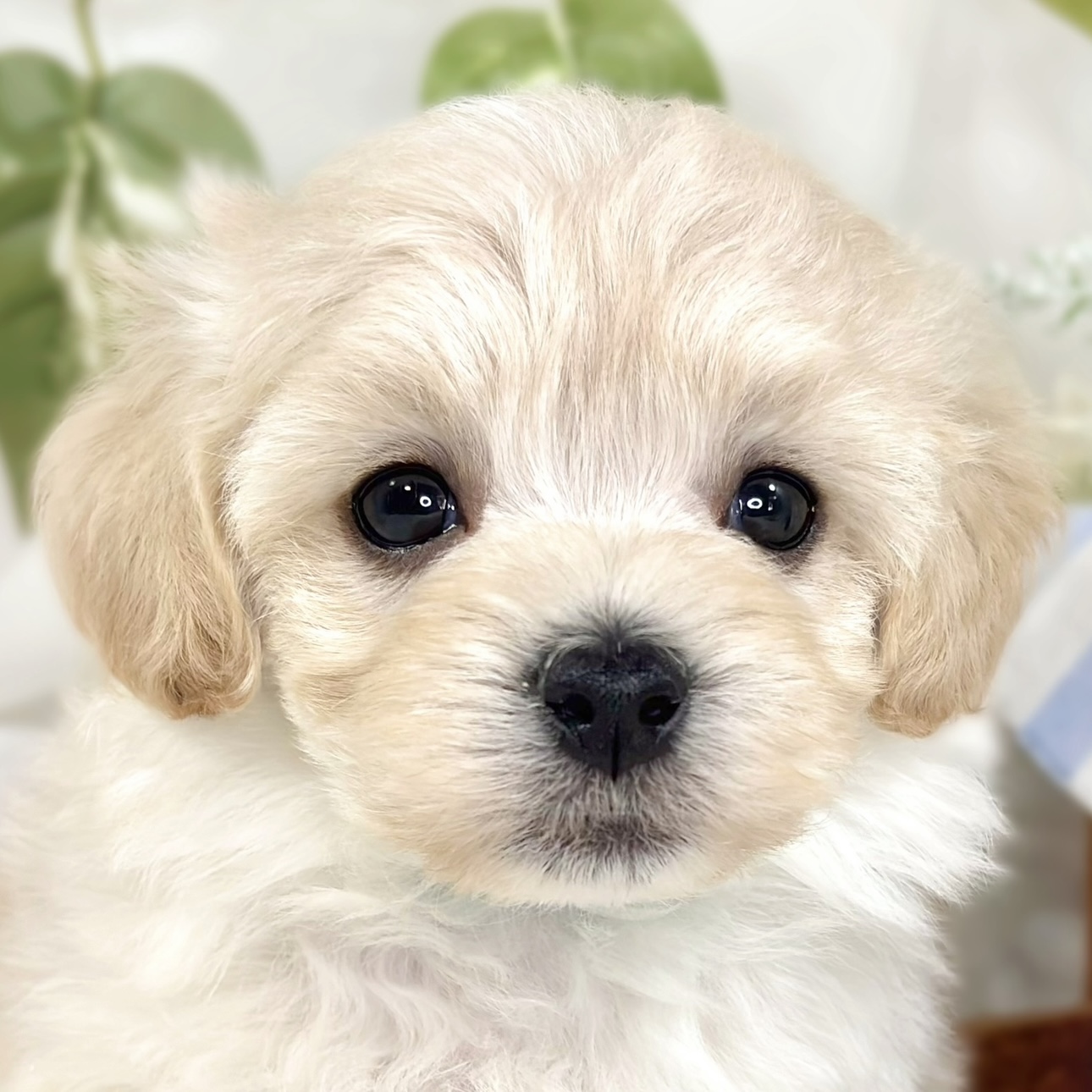 ハーフ犬男の子の写真