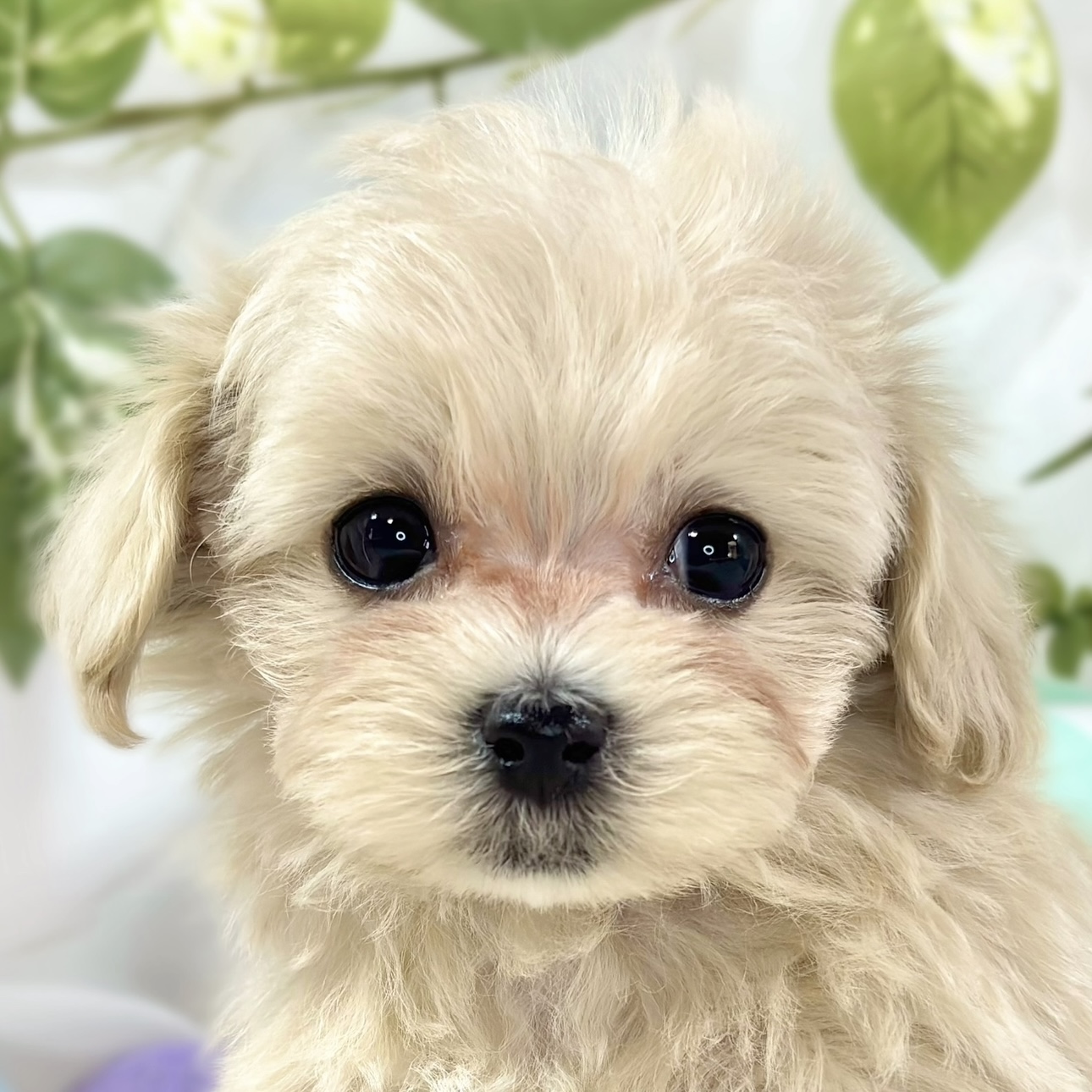 ハーフ犬女の子の写真