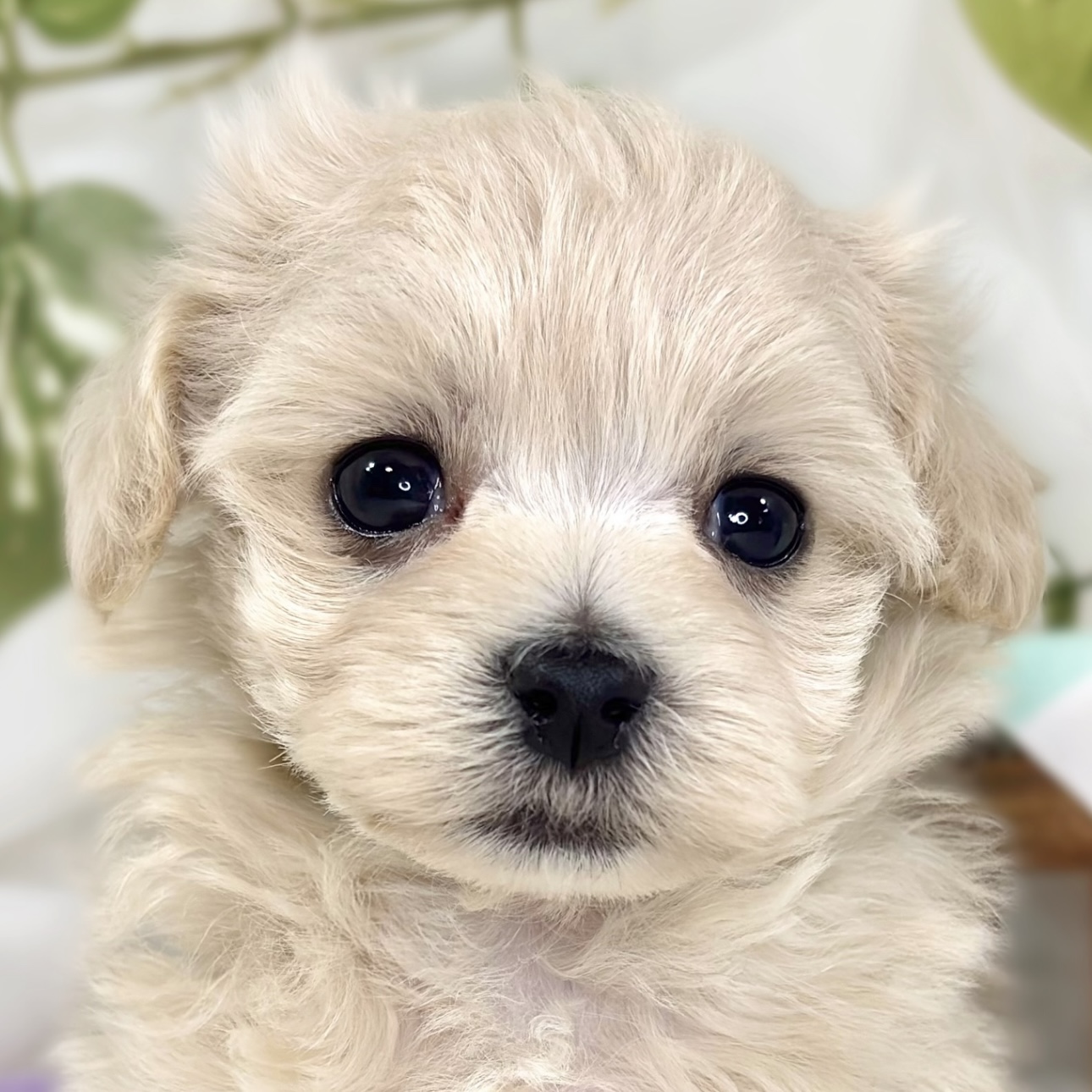 ハーフ犬女の子の写真