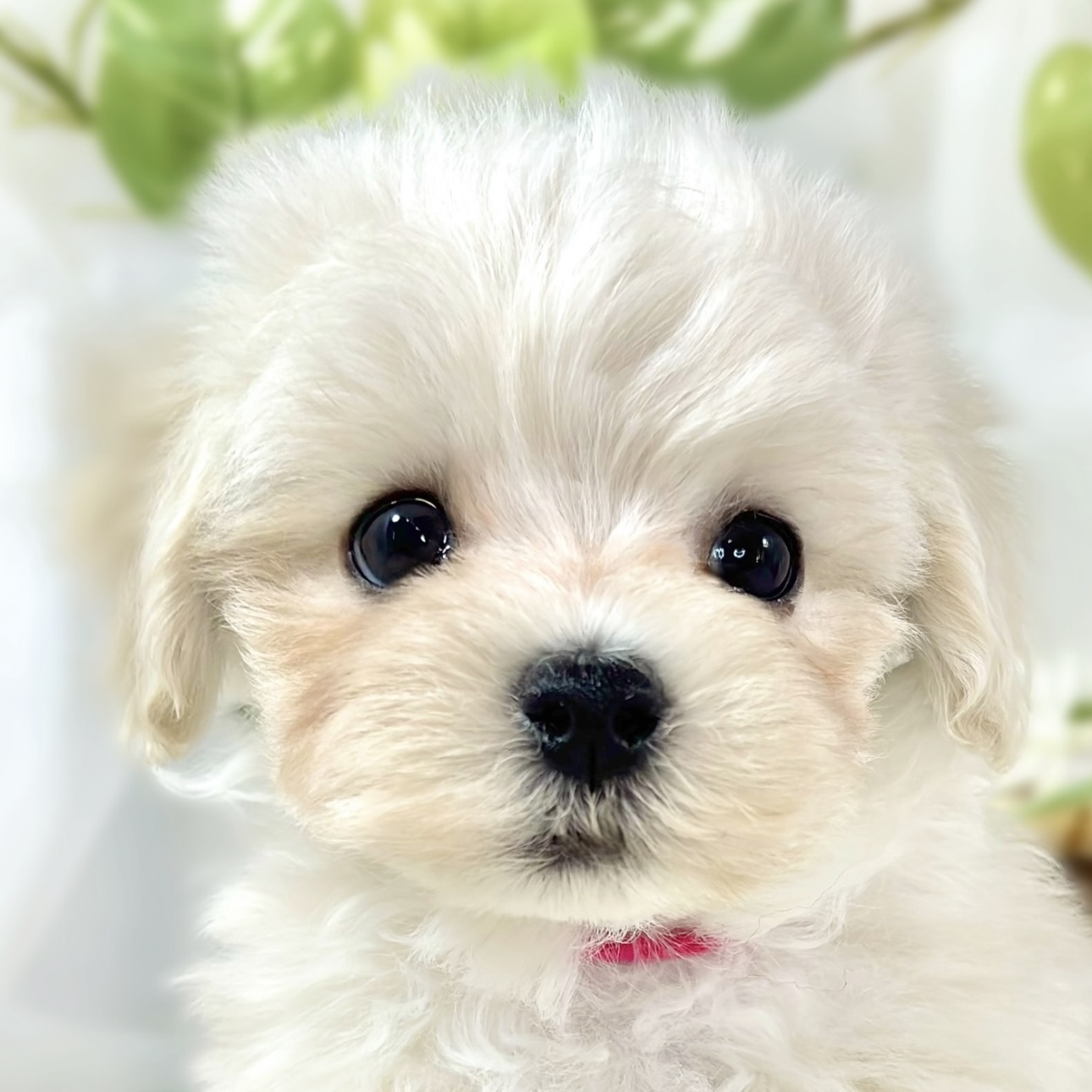 ハーフ犬男の子の写真