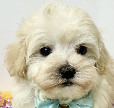 ハーフ犬男の子の写真