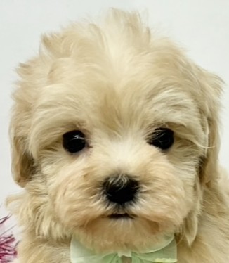 ハーフ犬女の子の写真