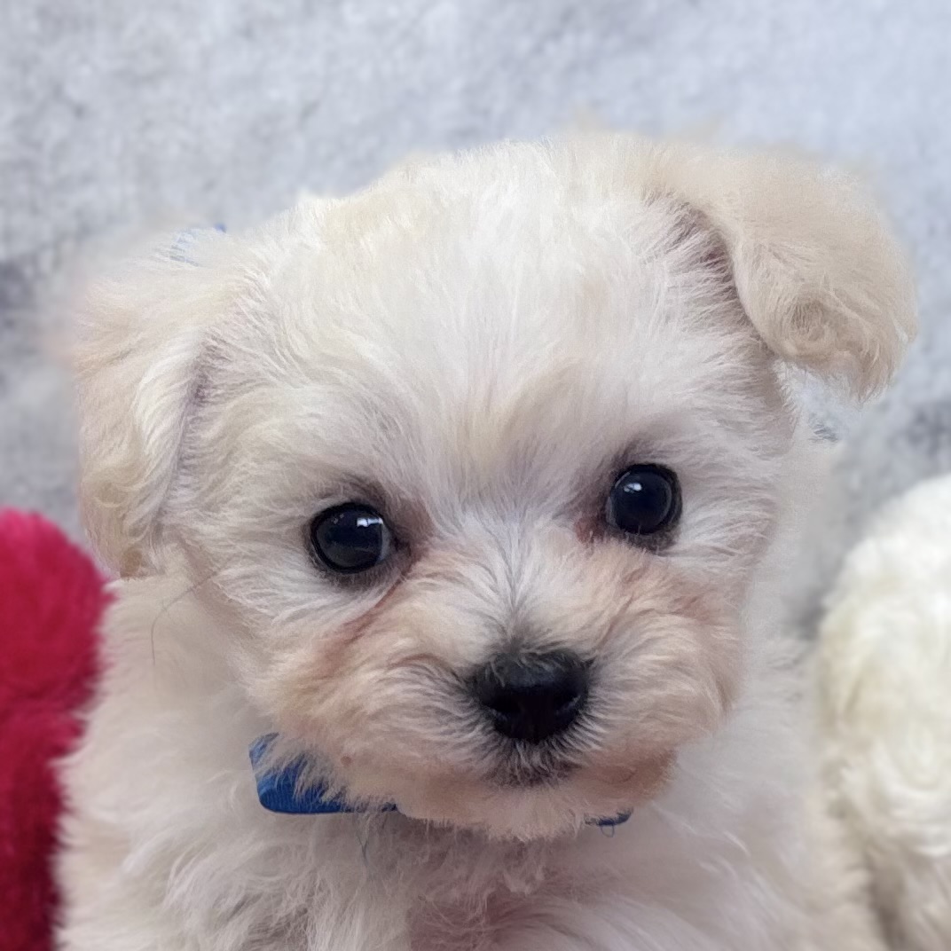 ハーフ犬女の子の写真