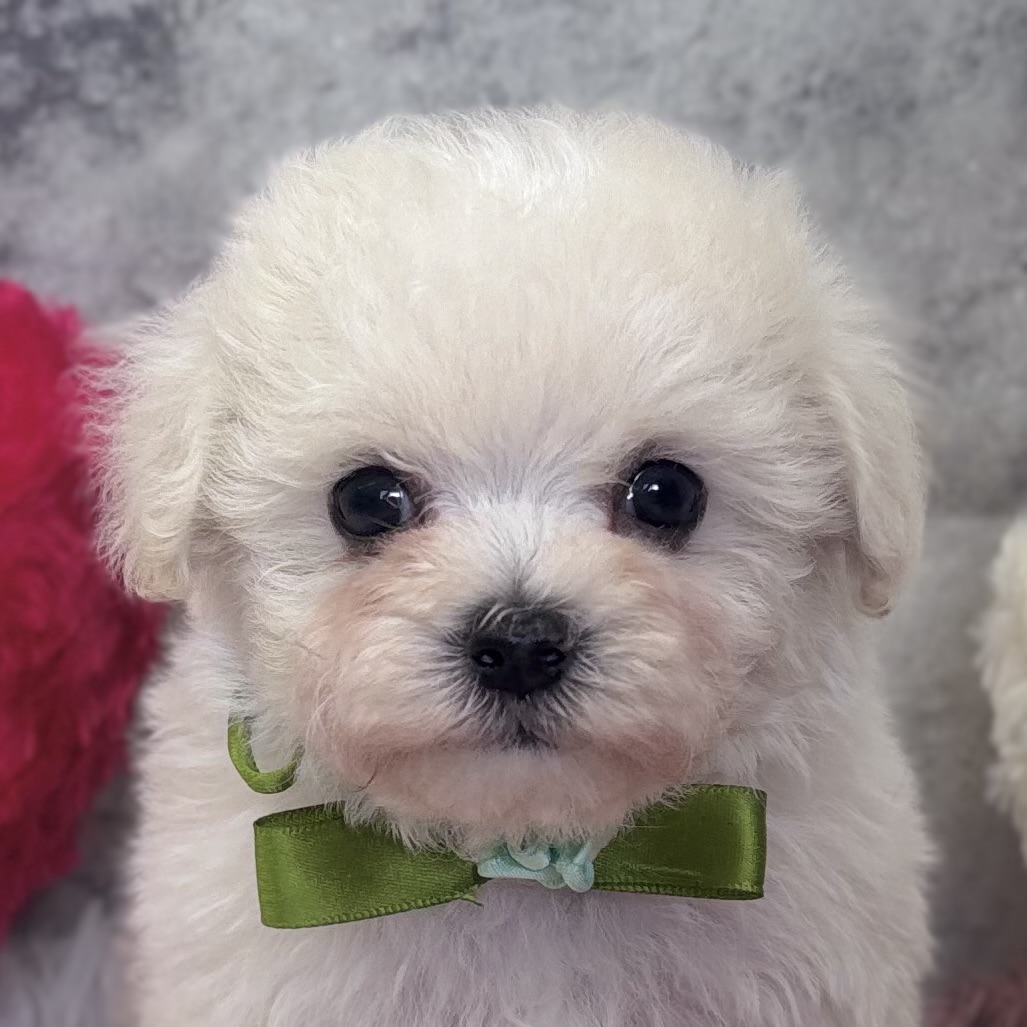 ハーフ犬女の子の写真