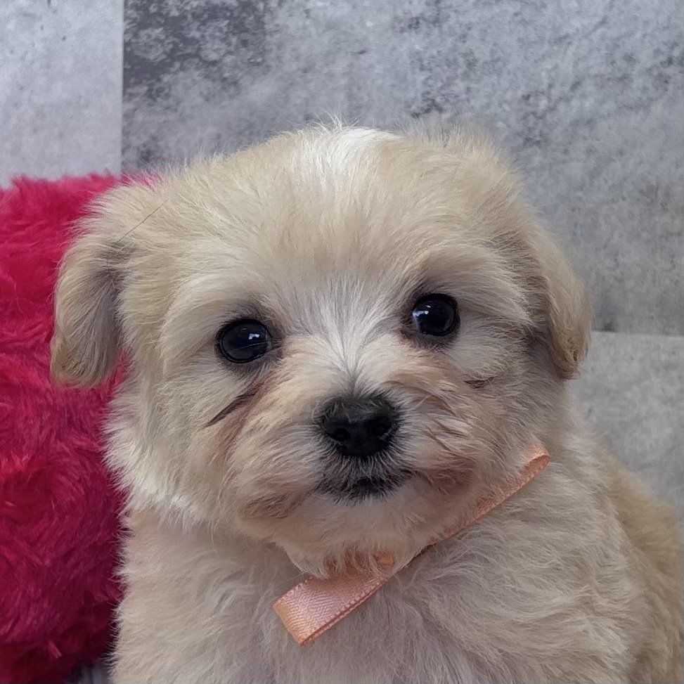 ハーフ犬男の子の写真