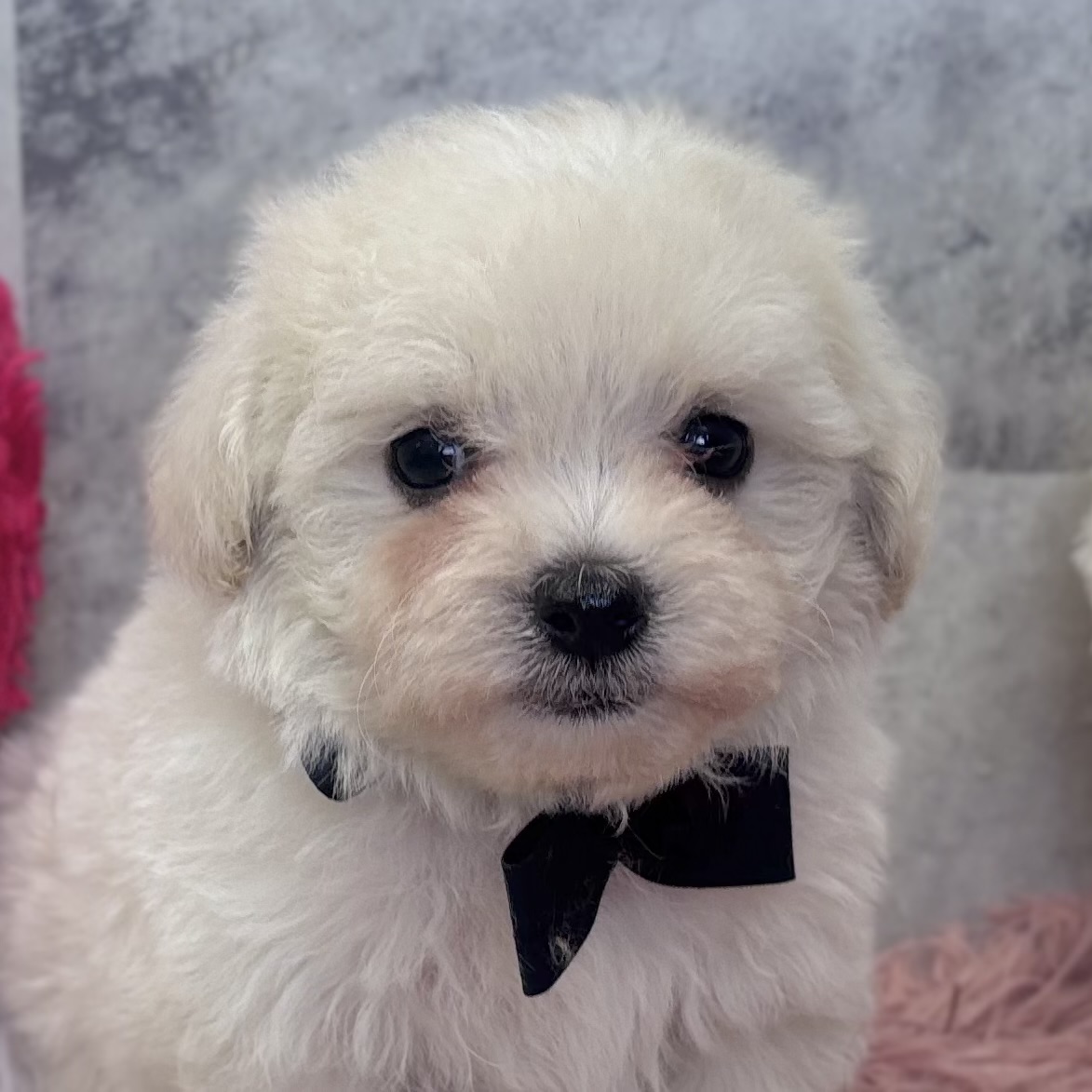 ハーフ犬男の子の写真