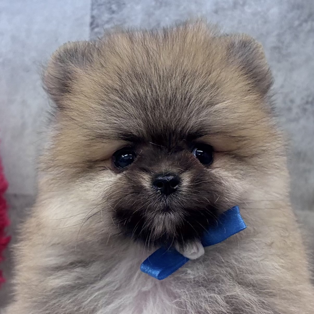 ポメラニアン男の子の写真