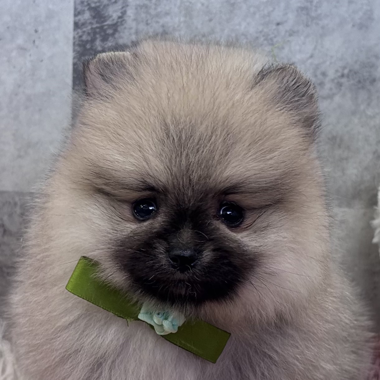 ポメラニアン女の子の写真