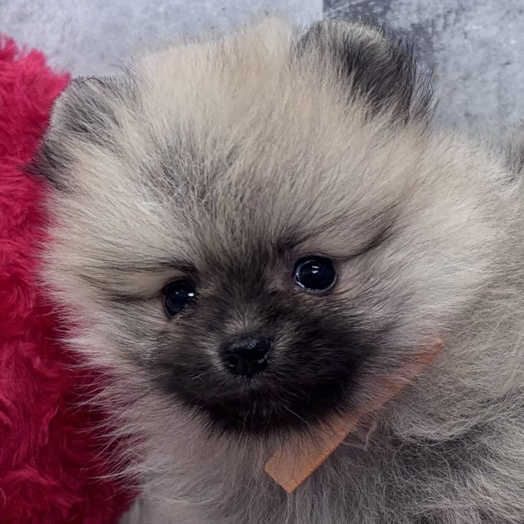 ポメラニアン女の子の写真