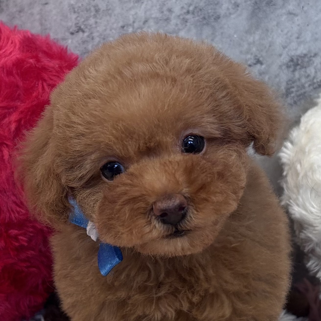 トイプードル女の子の写真