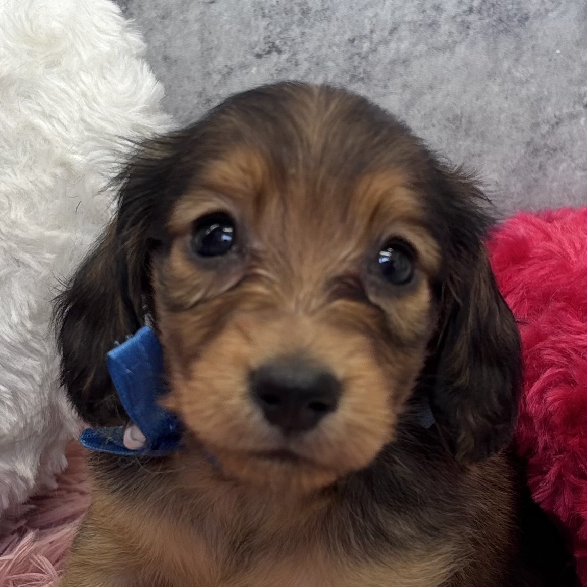 ミニチュアダックス女の子の写真