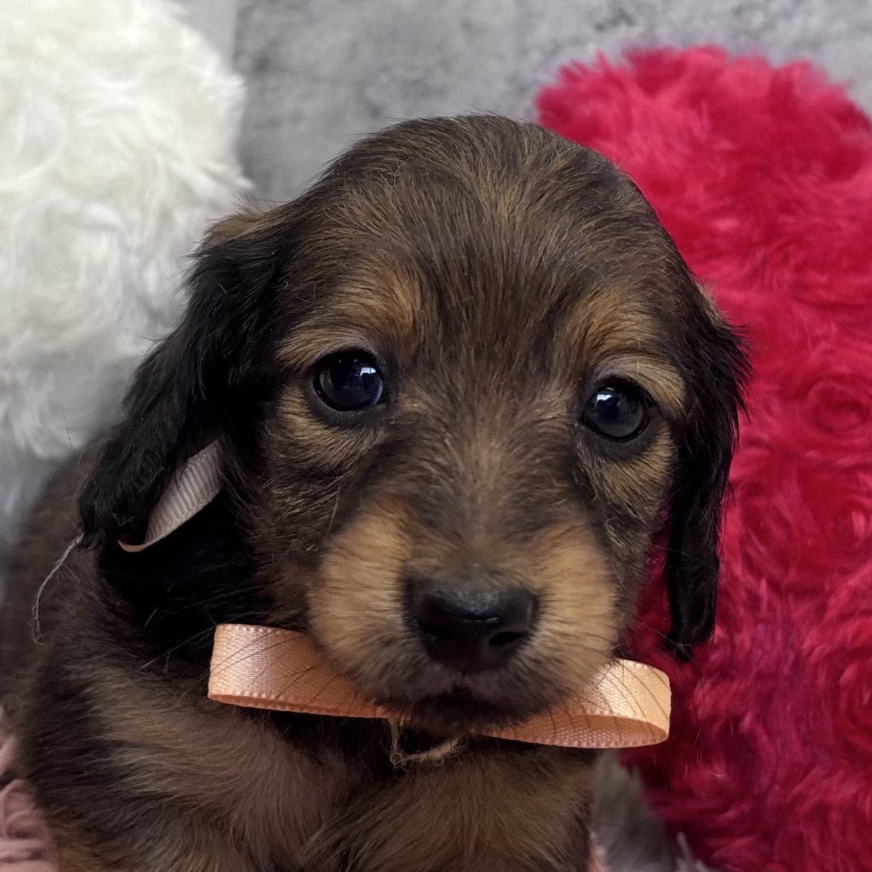 ミニチュアダックス女の子の写真