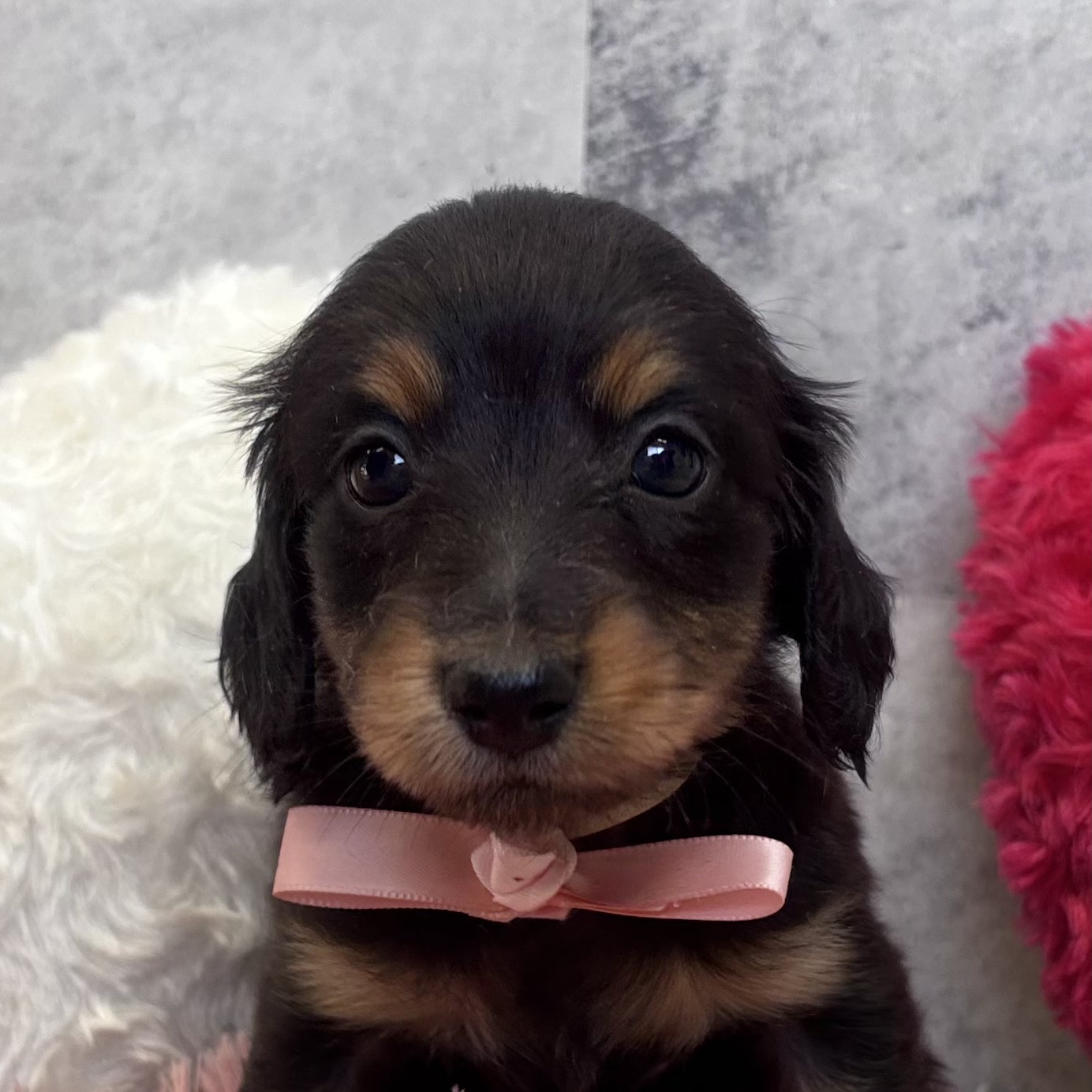 ミニチュアダックス男の子の写真