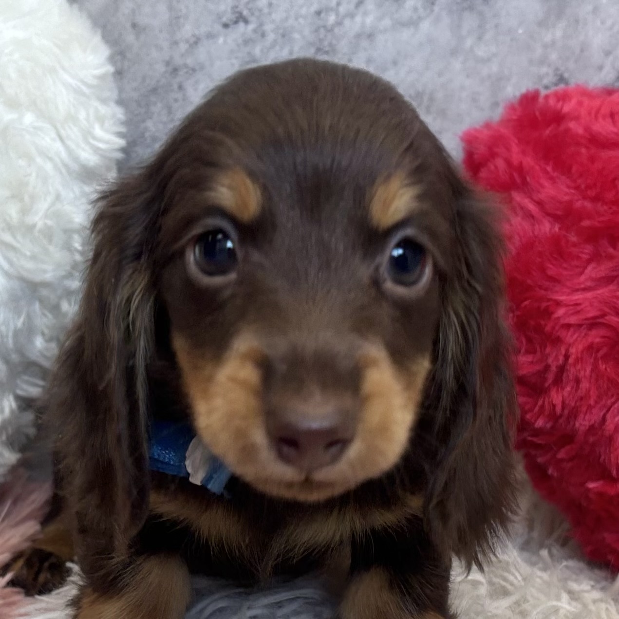 ミニチュアダックス男の子の写真