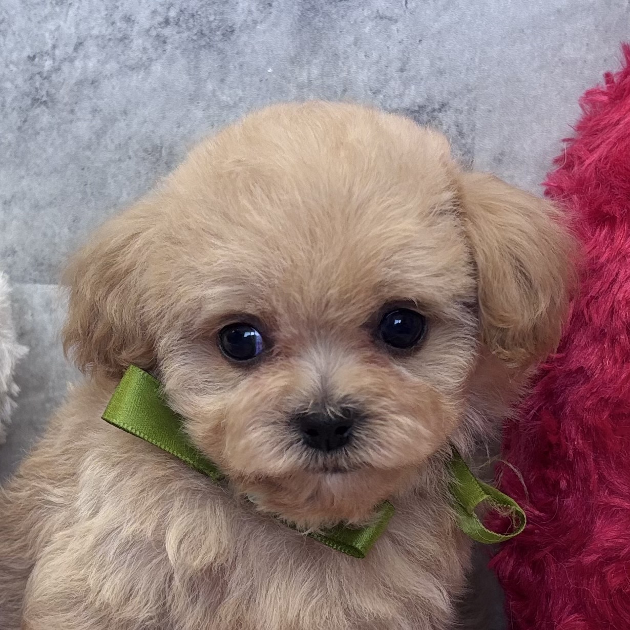 ハーフ犬女の子の写真