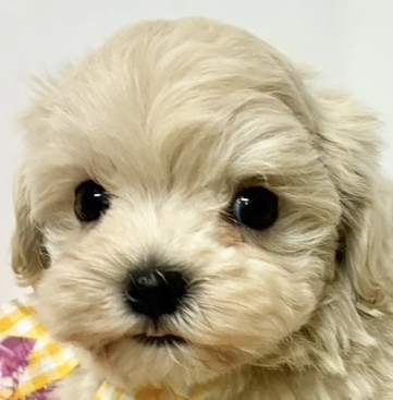 ハーフ犬女の子の写真