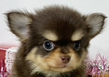 チワワ（ロング）男の子の写真