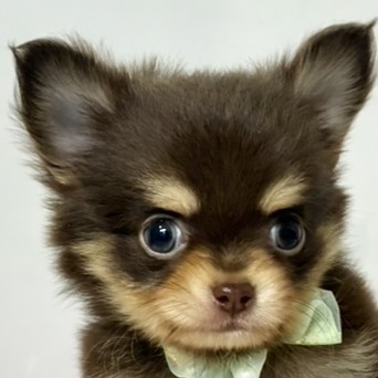 チワワ（ロング）男の子の写真