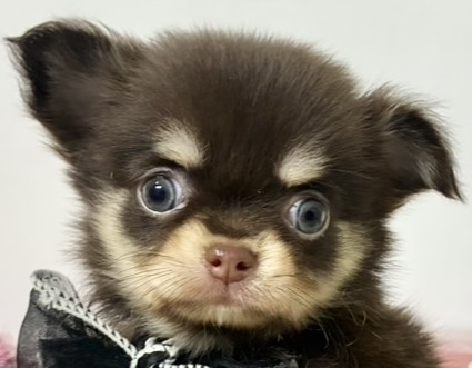 チワワ（ロング）女の子の写真