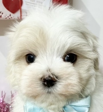 マルチーズ男の子の写真