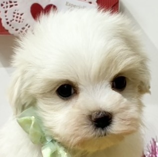 マルチーズ女の子の写真