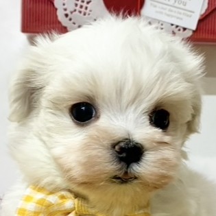 マルチーズ女の子の写真