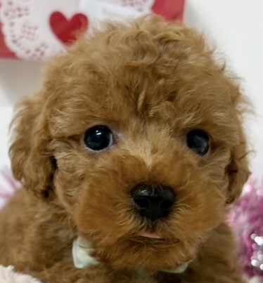 トイプードル男の子の写真