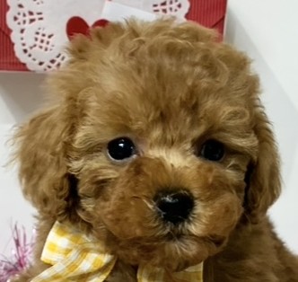 トイプードル女の子の写真