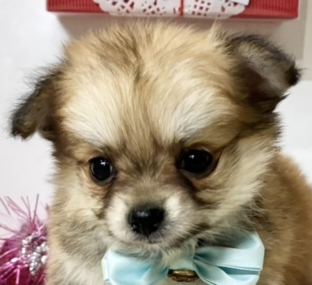 ハーフ犬男の子の写真