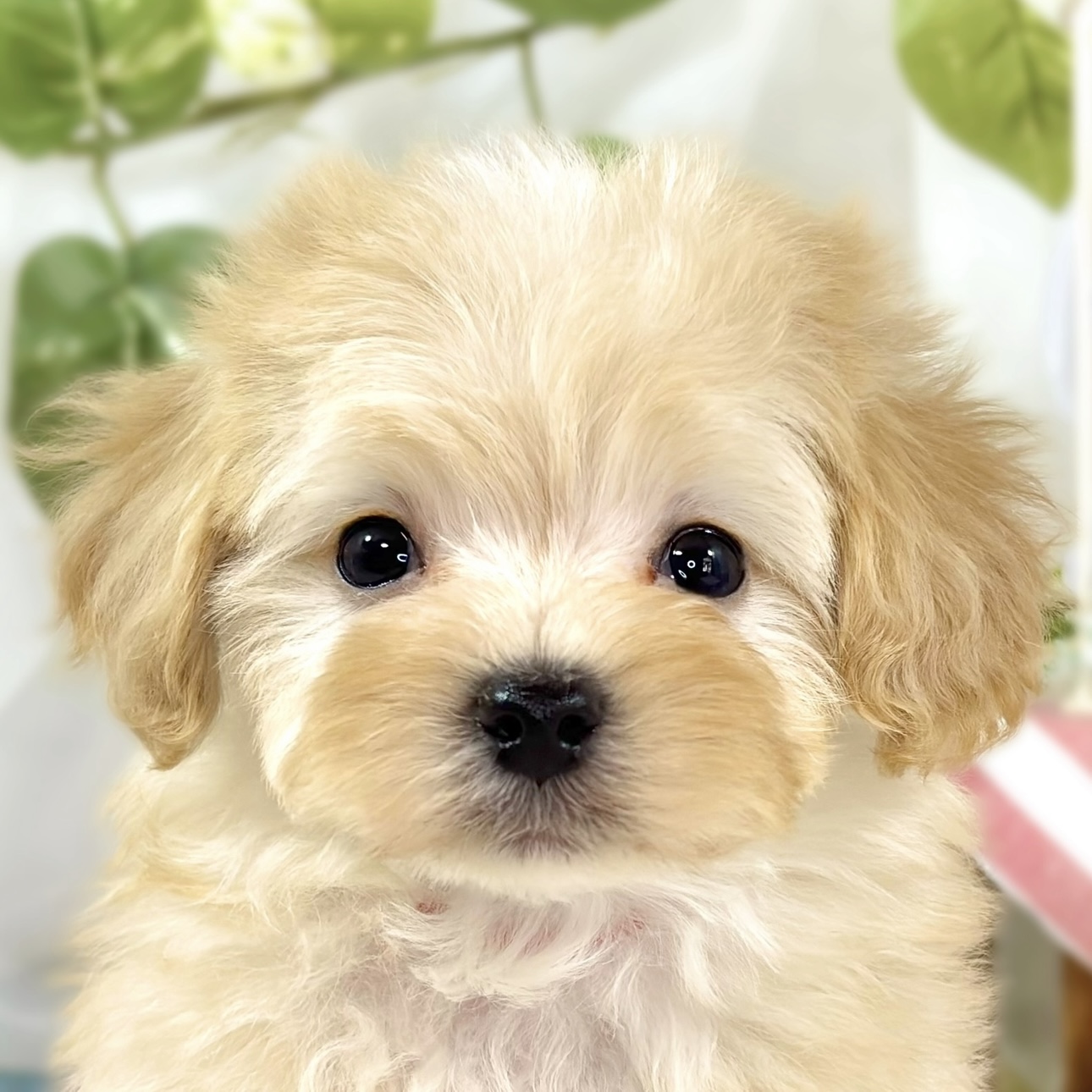 ハーフ犬男の子の写真