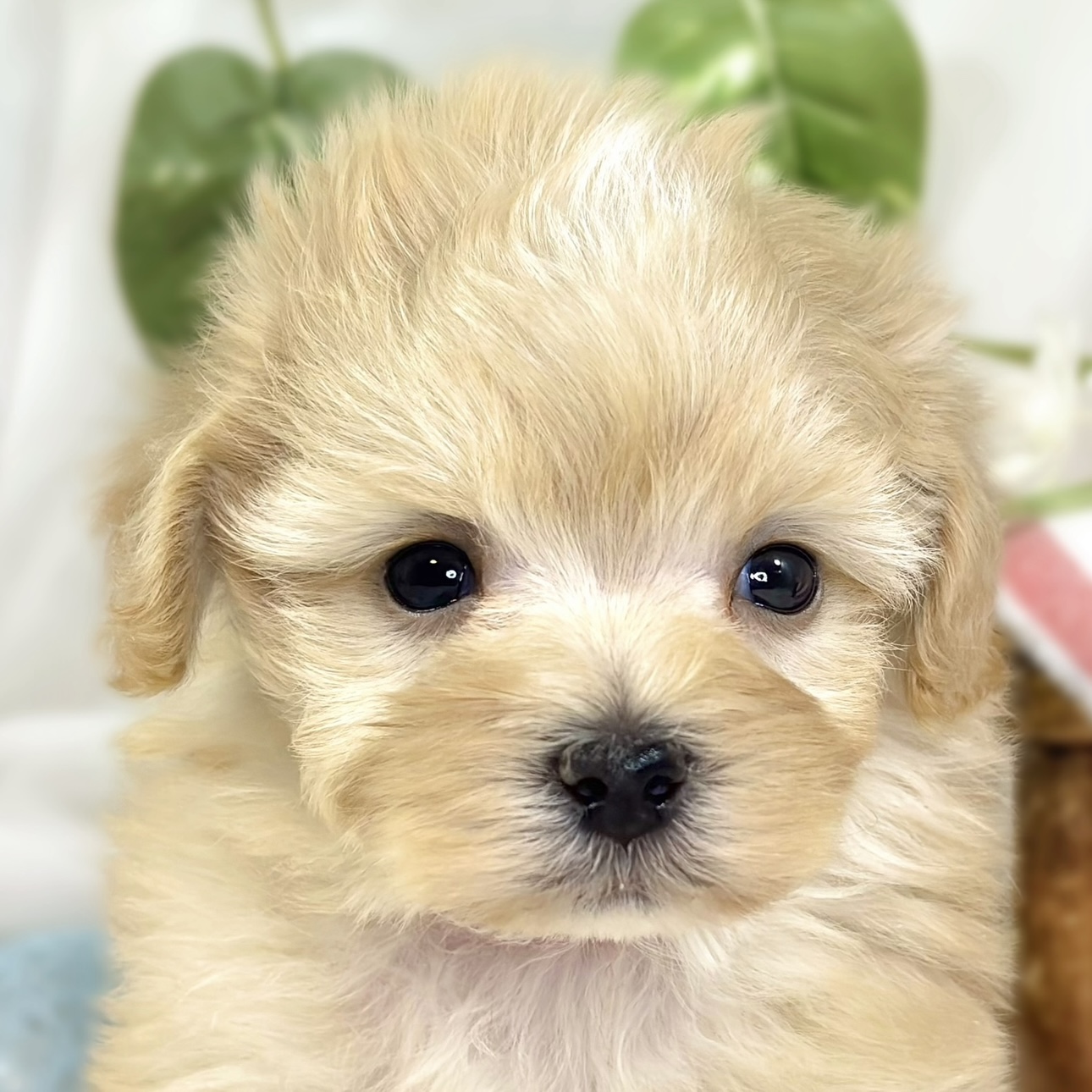 ハーフ犬男の子の写真