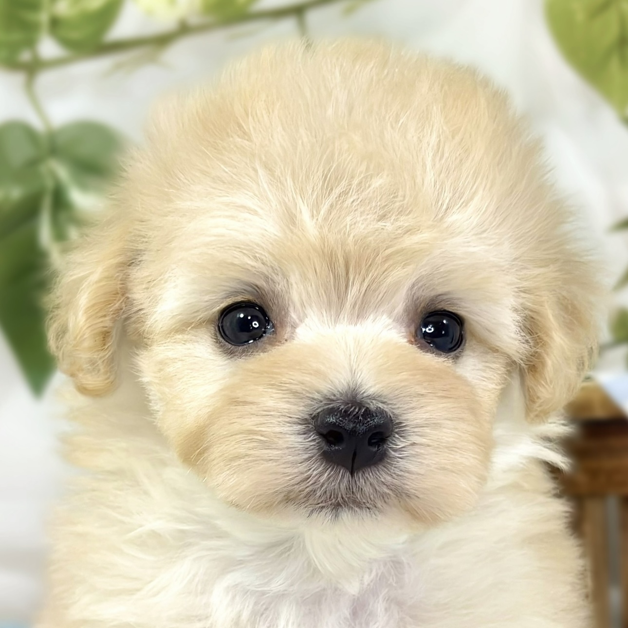 ハーフ犬女の子の写真