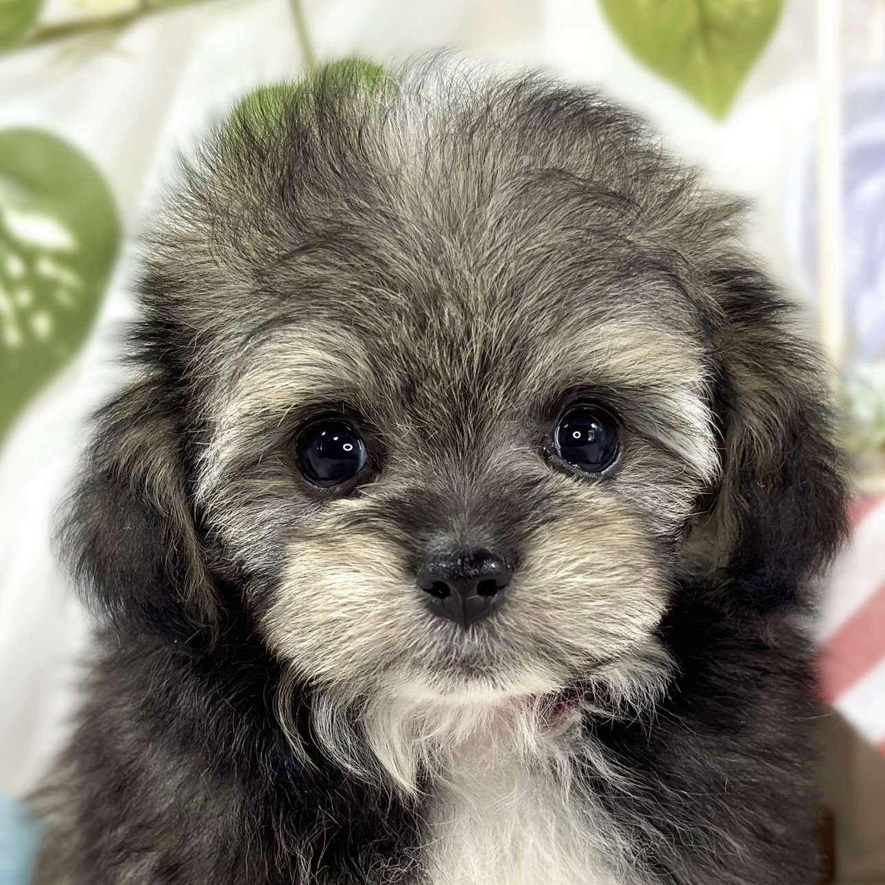 ハーフ犬男の子の写真