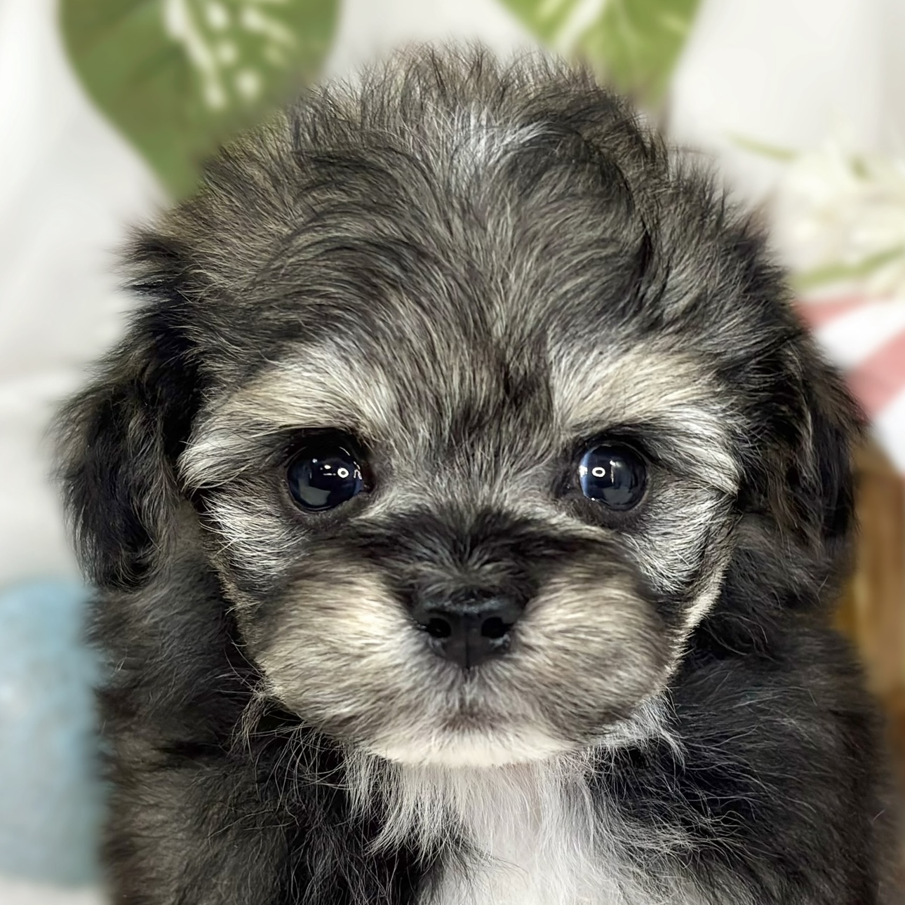 ハーフ犬男の子の写真