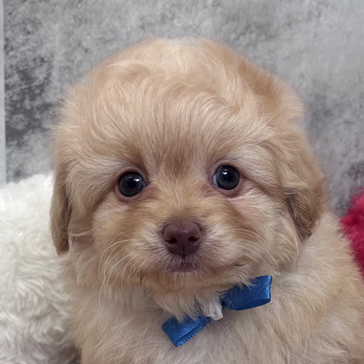 ハーフ犬男の子の写真