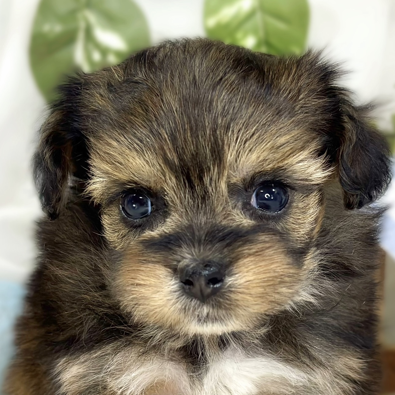 ハーフ犬女の子の写真