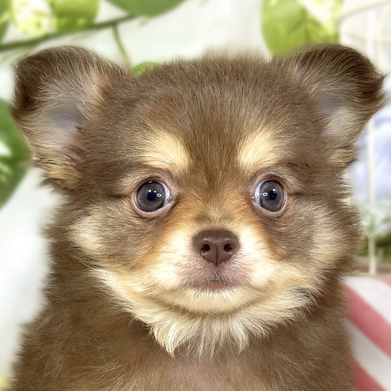 ハーフ犬男の子の写真