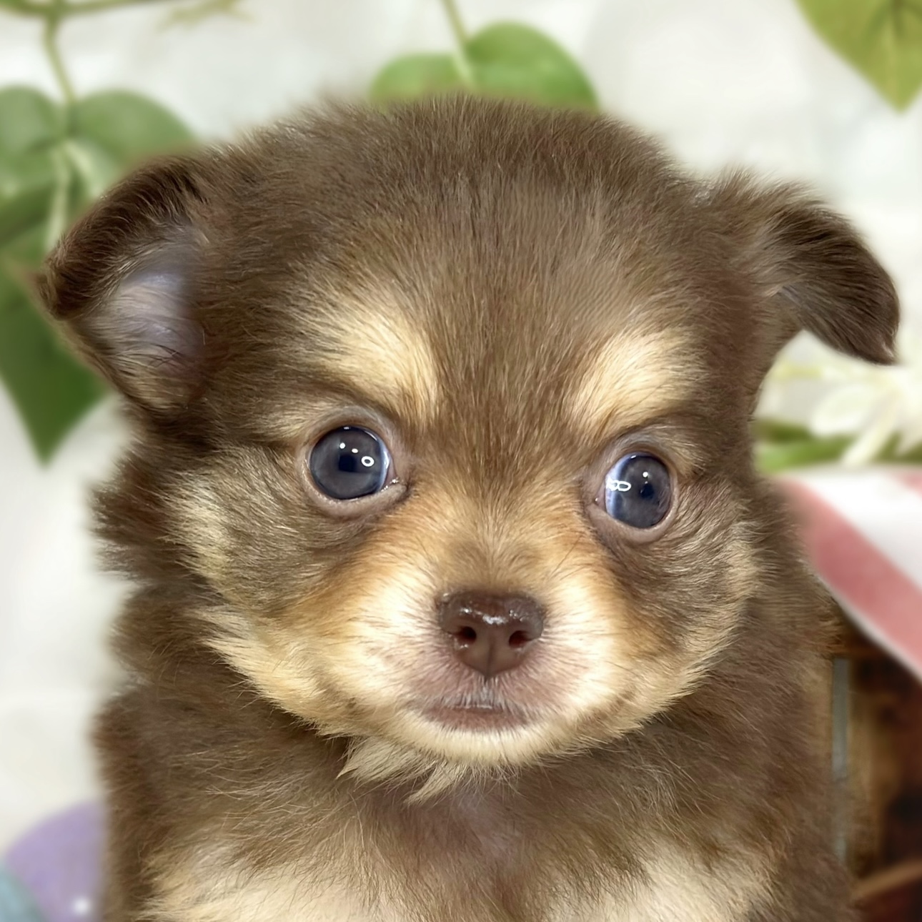 ハーフ犬男の子の写真