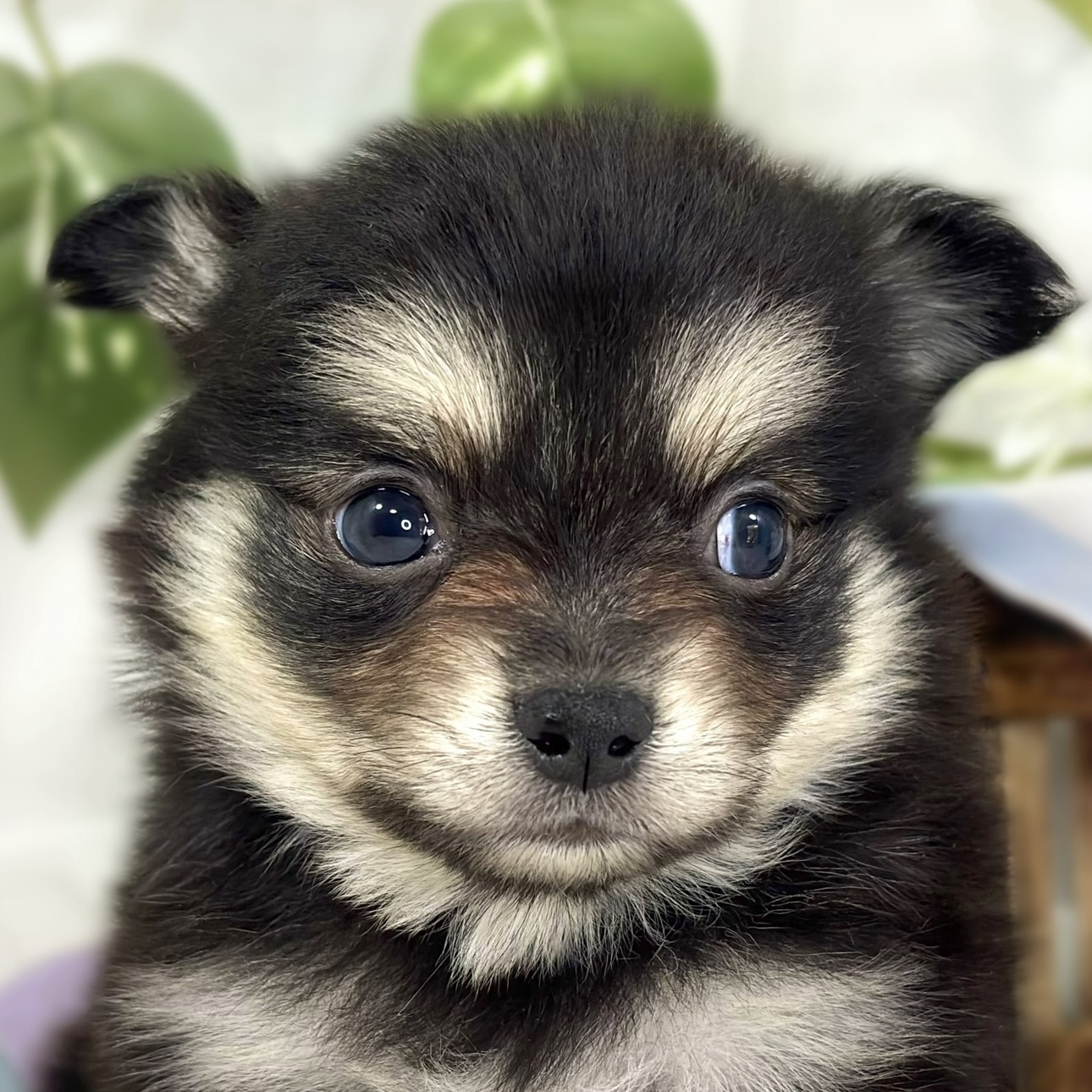 ハーフ犬男の子の写真