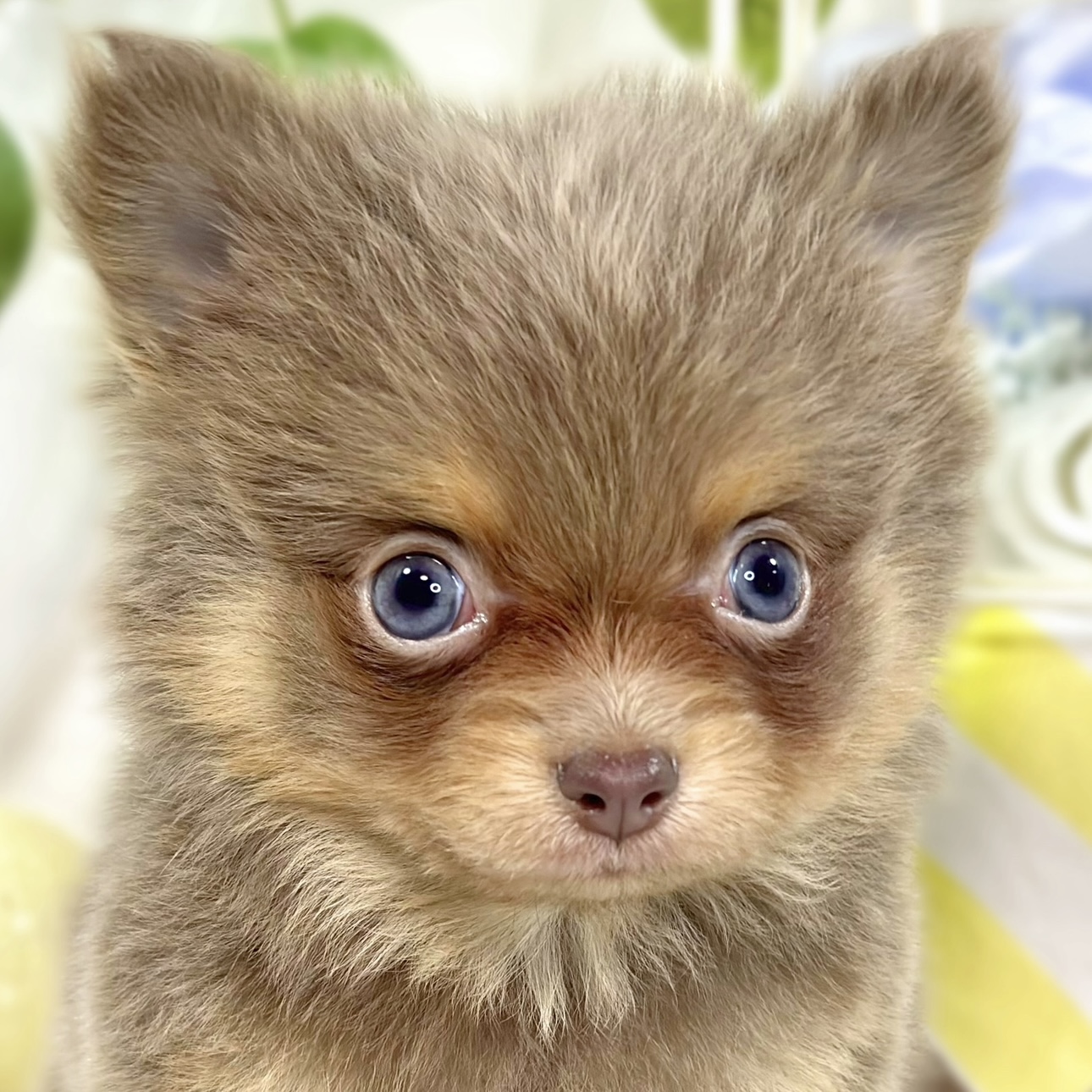 ハーフ犬男の子の写真