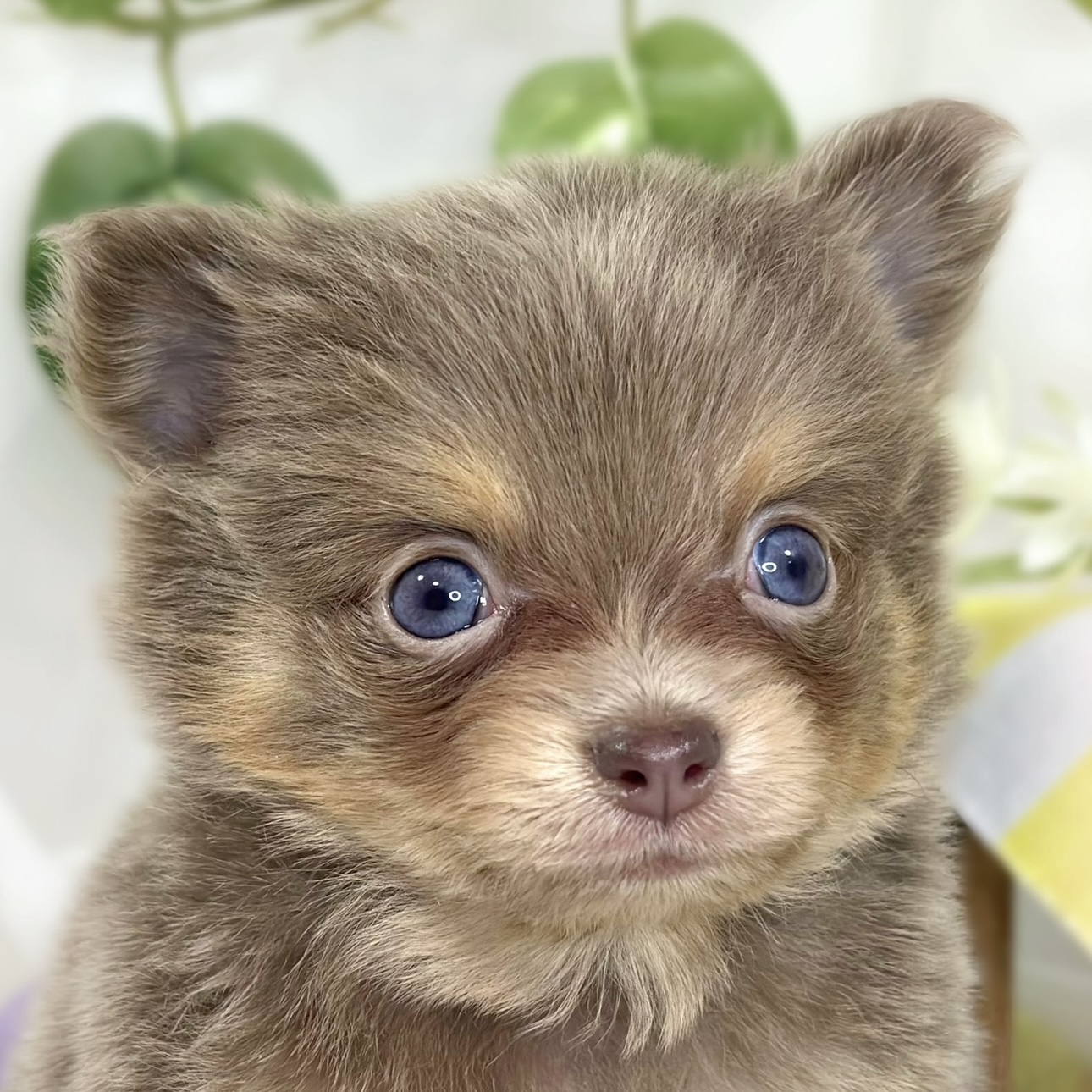 ハーフ犬男の子の写真