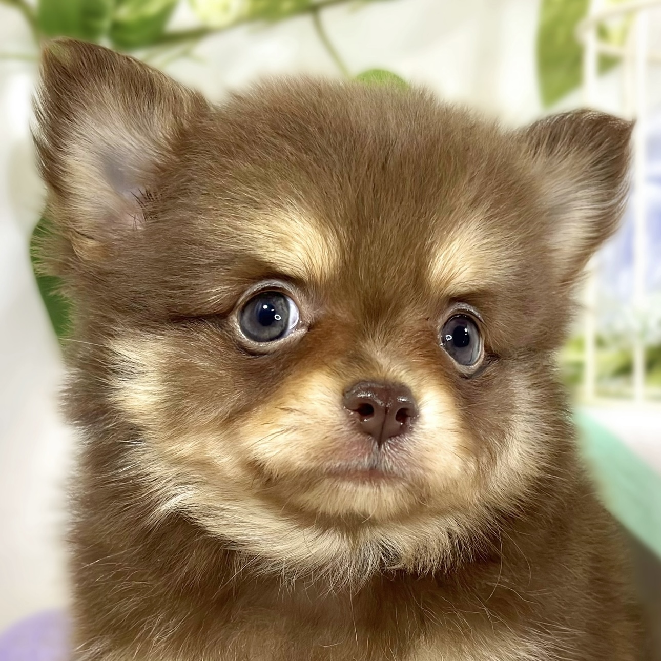 ハーフ犬男の子の写真