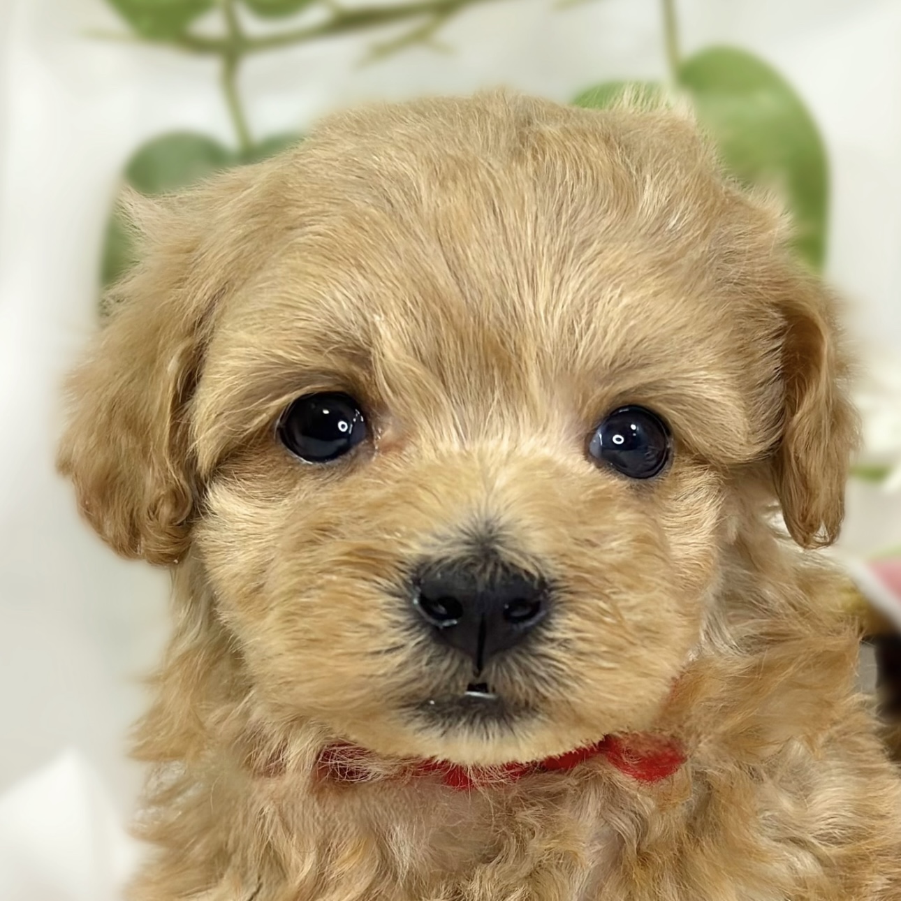 ハーフ犬男の子の写真
