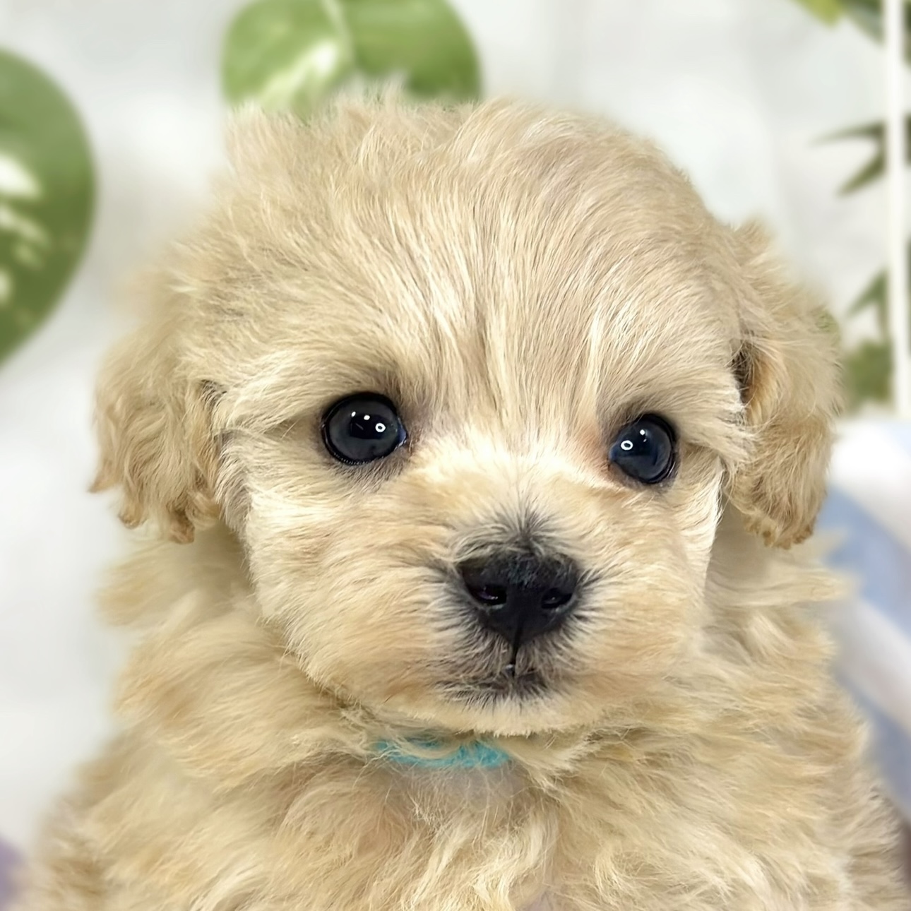ハーフ犬女の子の写真