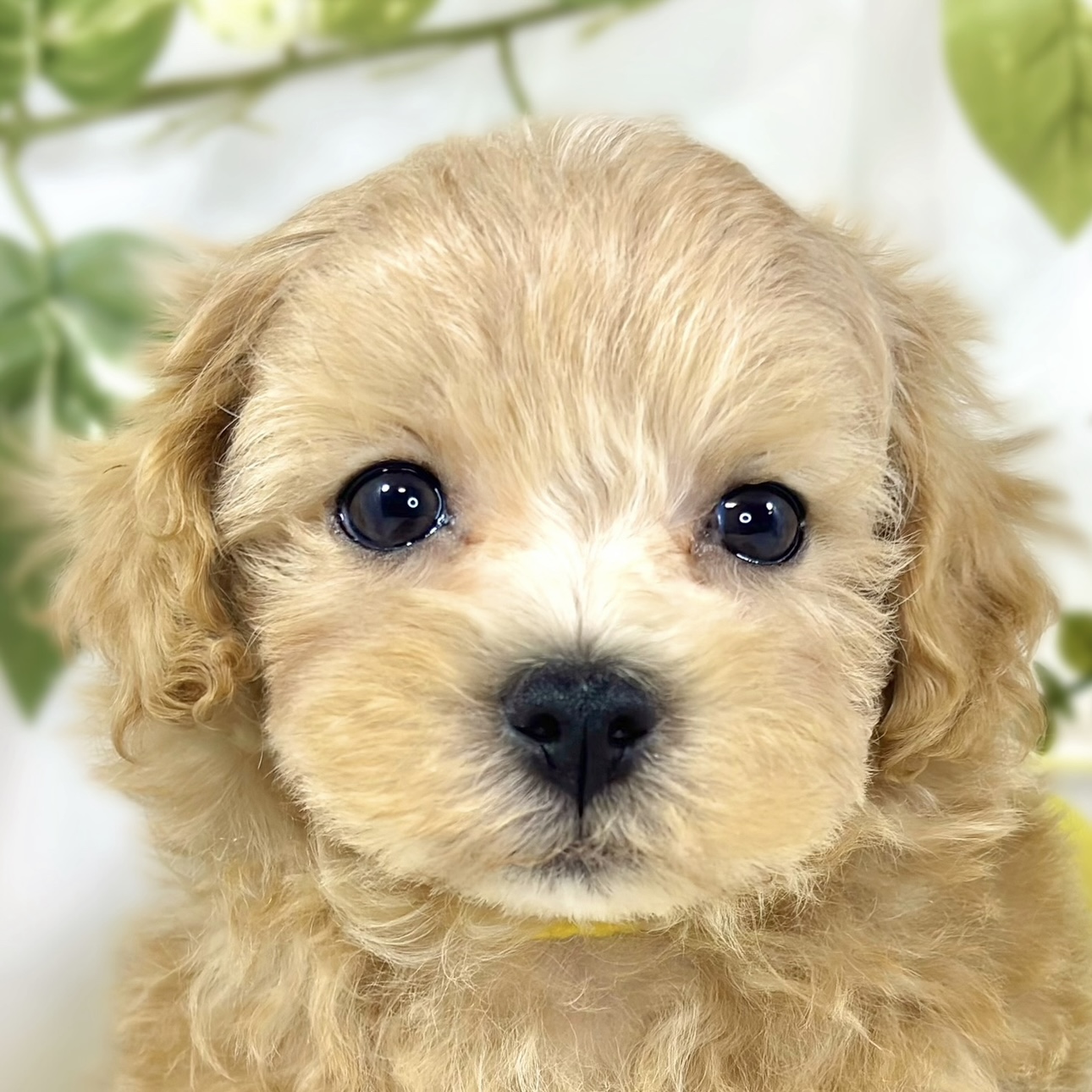 ハーフ犬女の子の写真