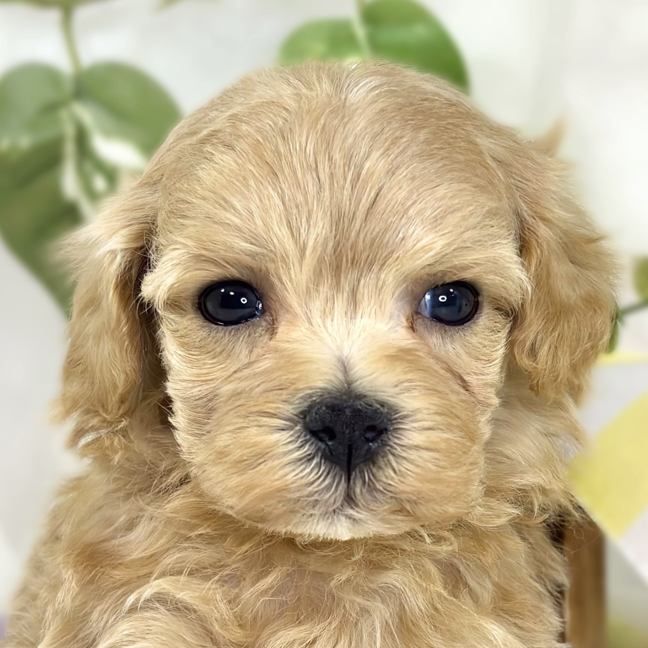 ハーフ犬女の子の写真