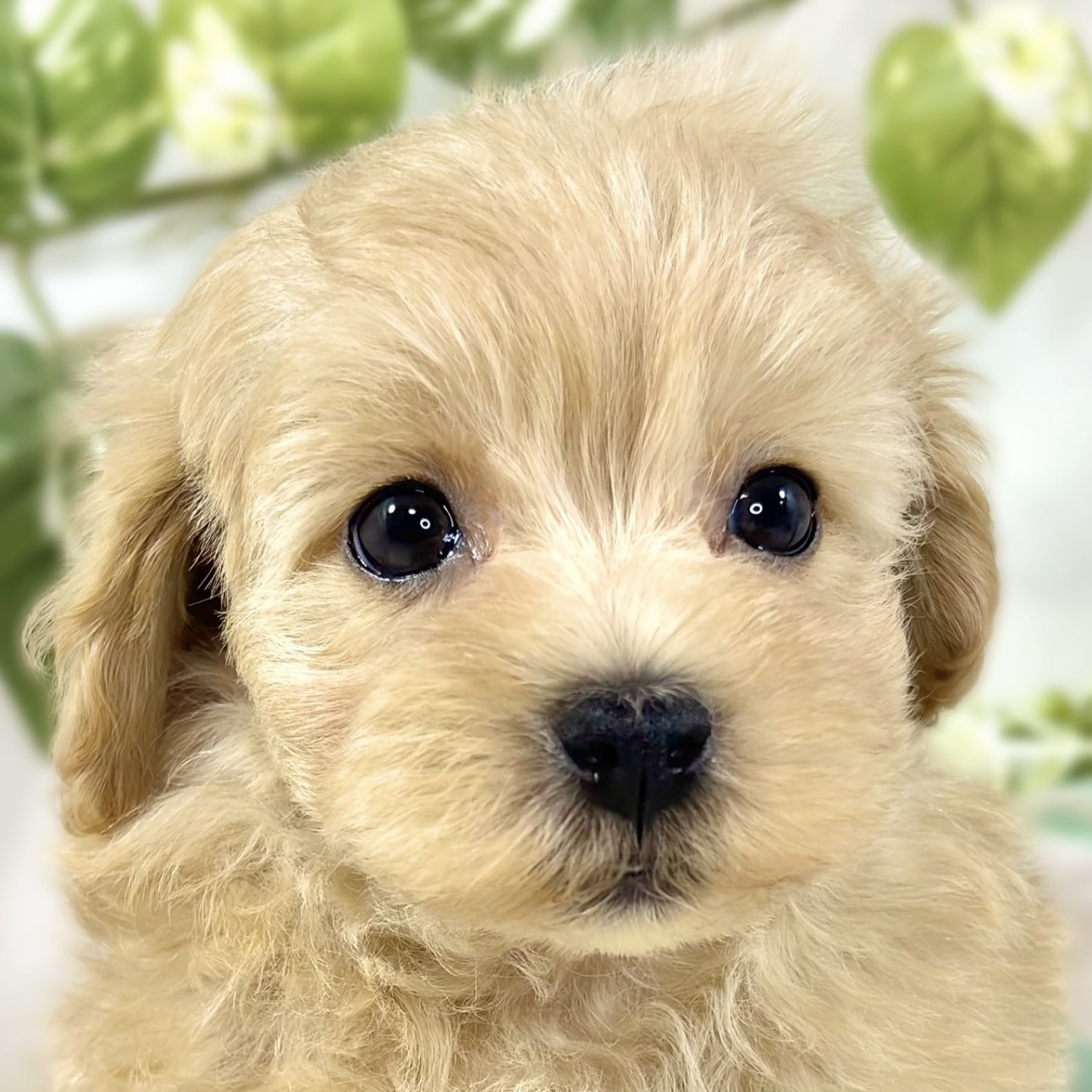 ハーフ犬男の子の写真